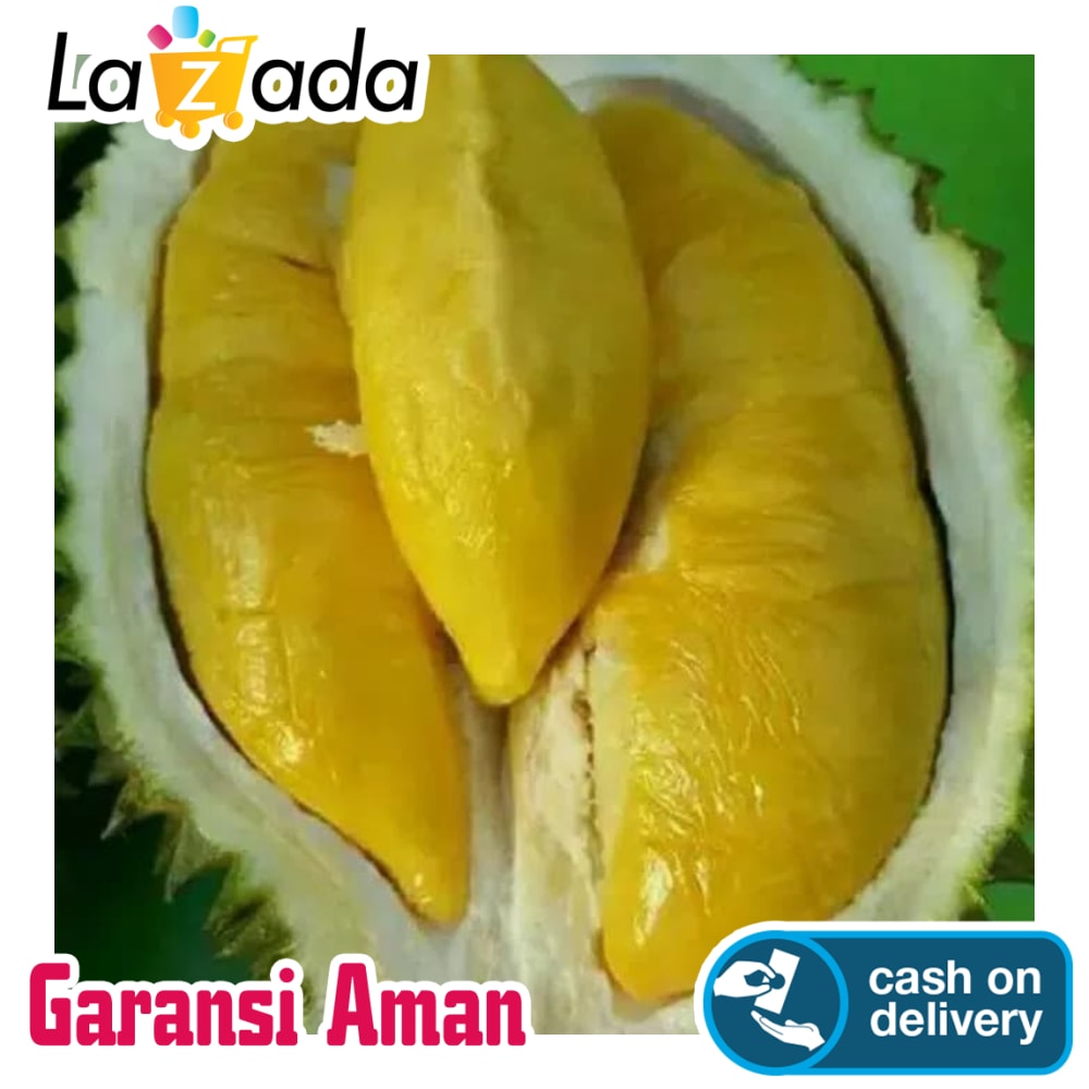 Durian Mk Musan King Dan Matahari Super Xeo Lazada Indonesia