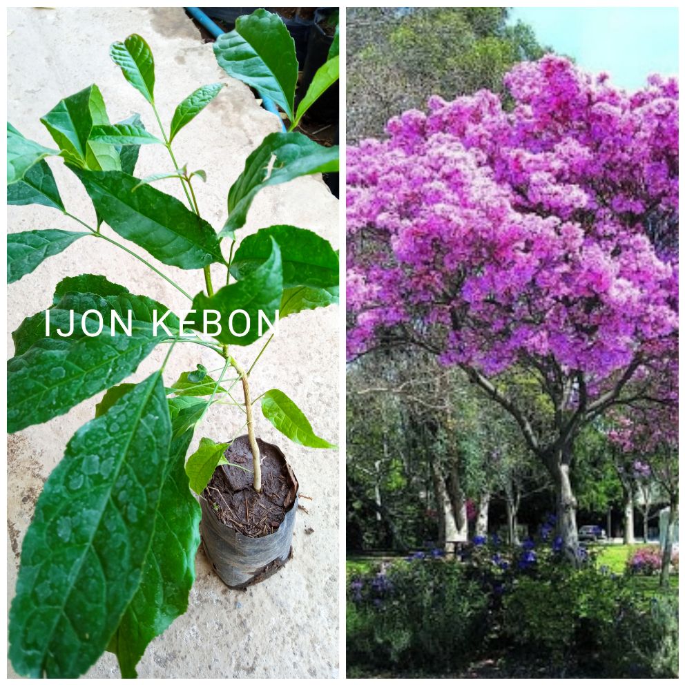 Bibit Pohon Bunga Tabebuya Mirip Sakura Warna Ungu Hasil Semai Biji