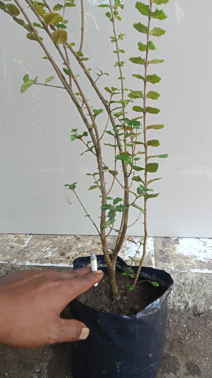 Bahan Bonsai Mirten Tinggi Cm Lazada Indonesia