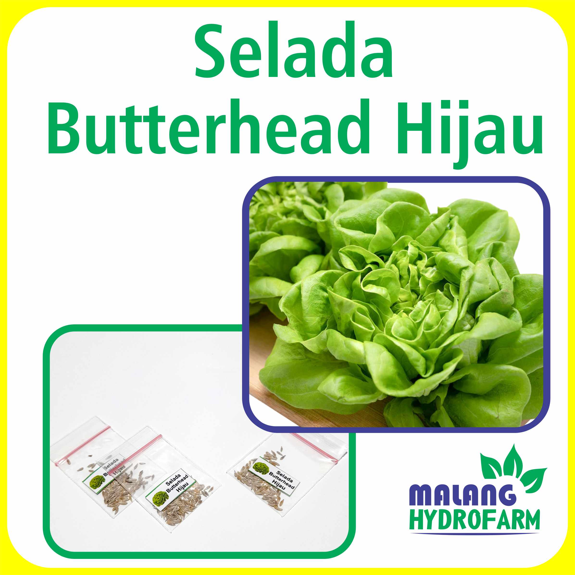 Benih Selada Butterhead Hijau Unggulan Berkualitas Biji Bibit Repack