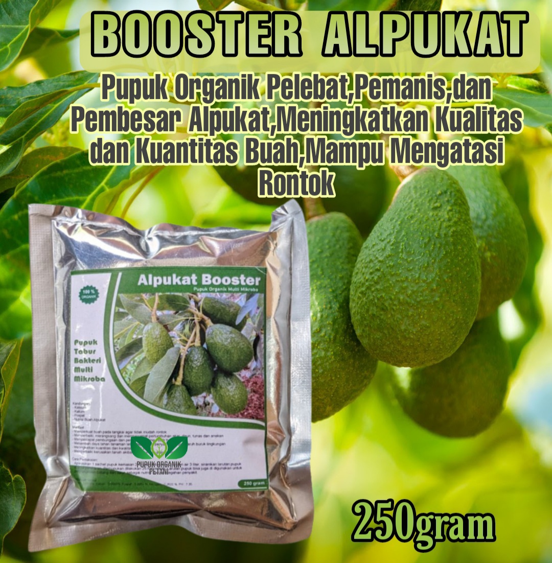 Pupuk Organik Pelebat Buah Booster Alpukat Agar Cepat Berbuah Lebat