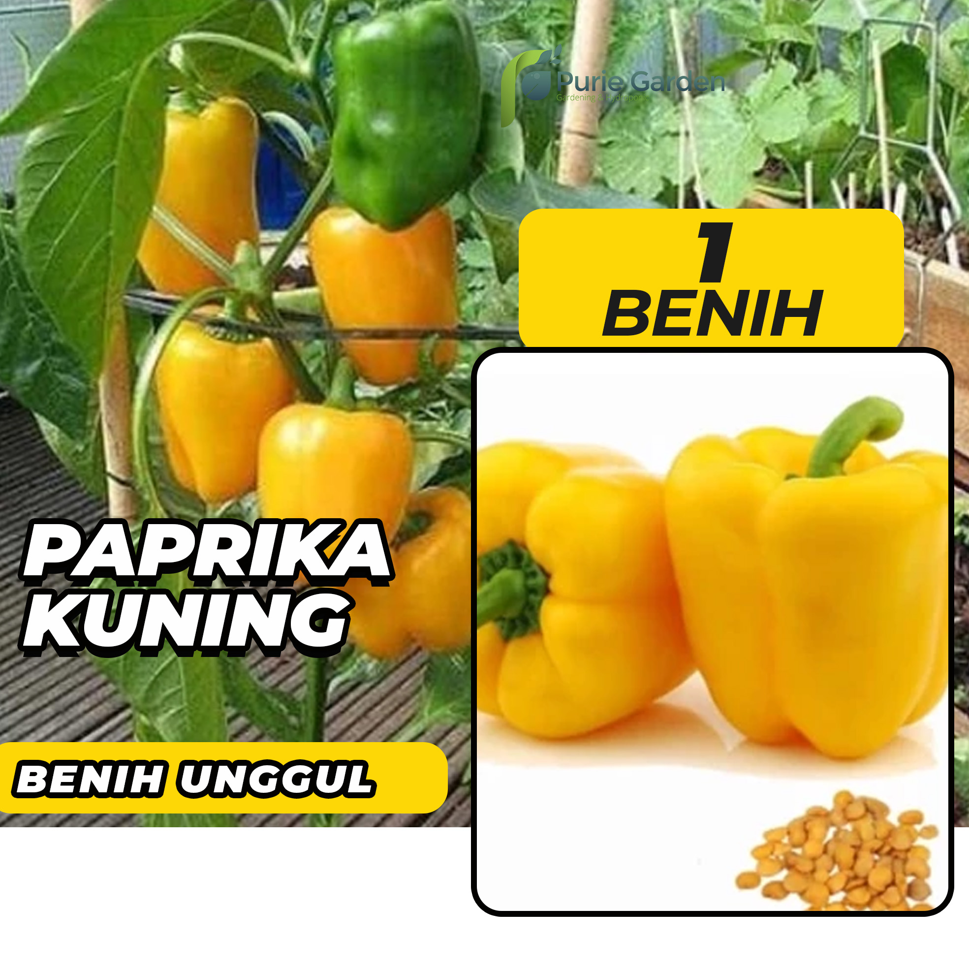 Purie Garden Benih Bibit Paprika Kuning 1 Benih Dua Ribuan Lazada