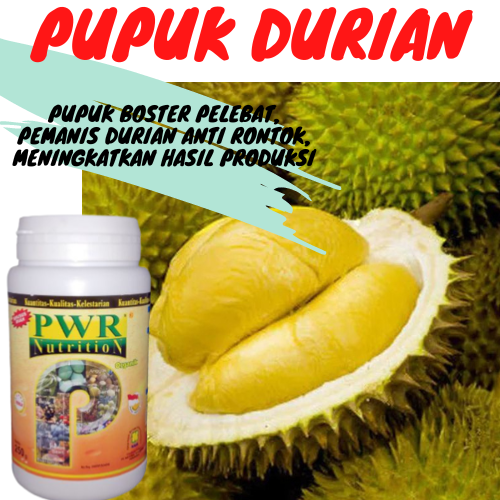 Pupuk Pohon Durian Cepat Berbuah Pupuk Durian Biar Cepat Berbuah