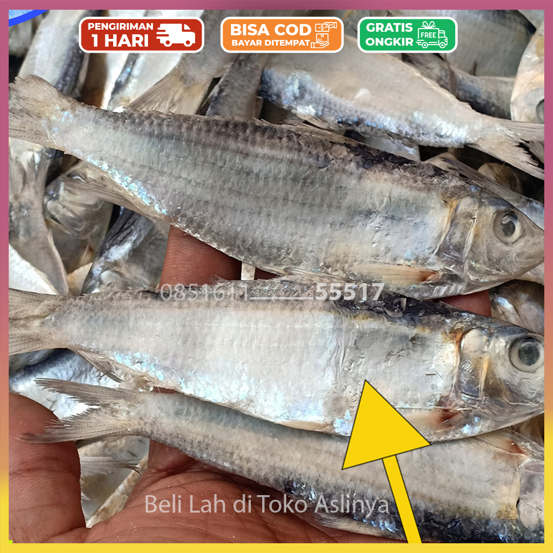 Ikan Asin Tembang Kg Varian Rebus Fresh Lazada Indonesia