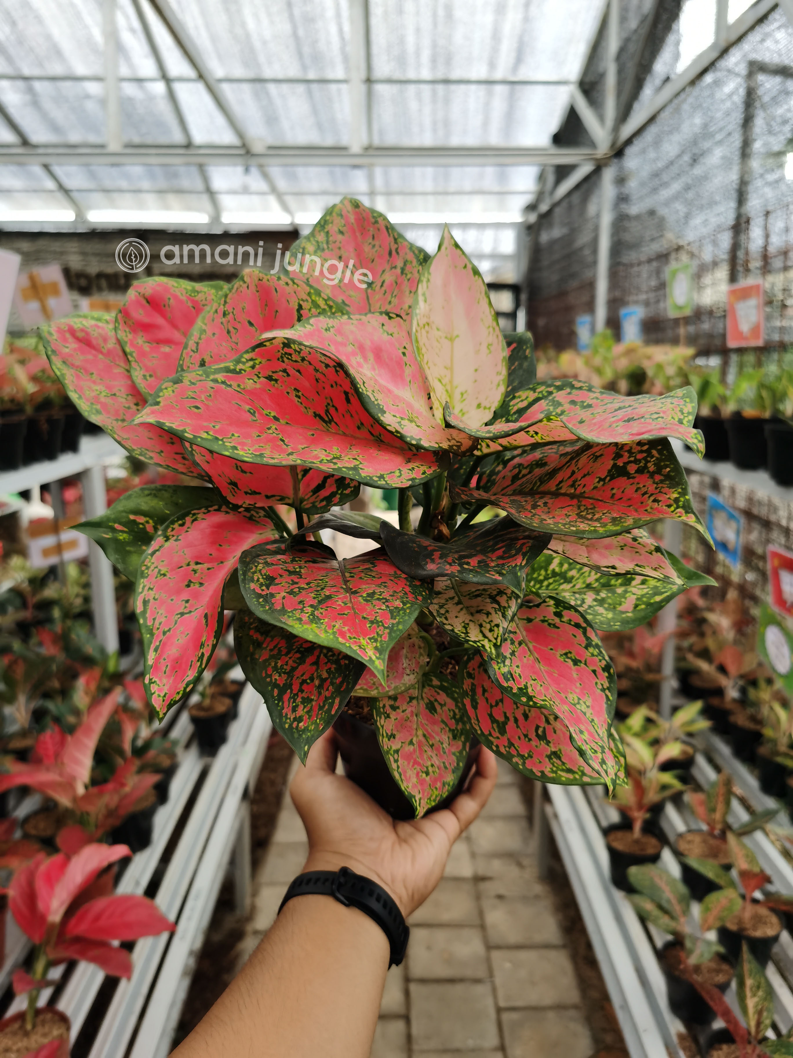 Aglaonema Dud Anjamani Lazada Indonesia