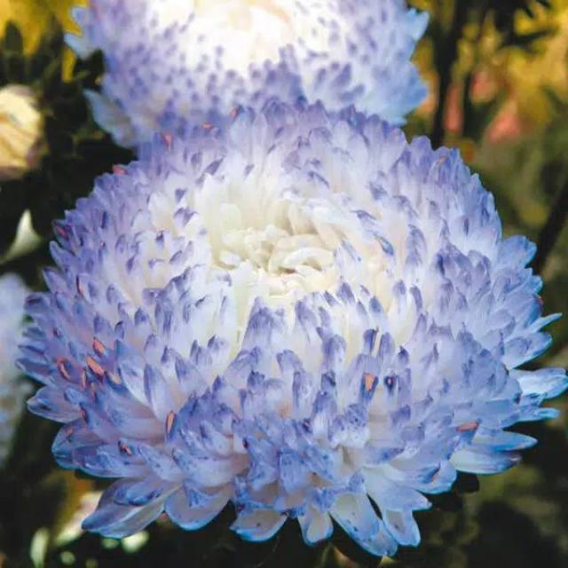 10 Benih Biji Bunga Aster Blue Ice Seeds Benih Biji Lazada Indonesia