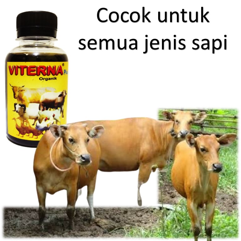 Viterna Nasa Vitamin Ternak Sapi Obat Vitamin Untuk Ternak Sapi