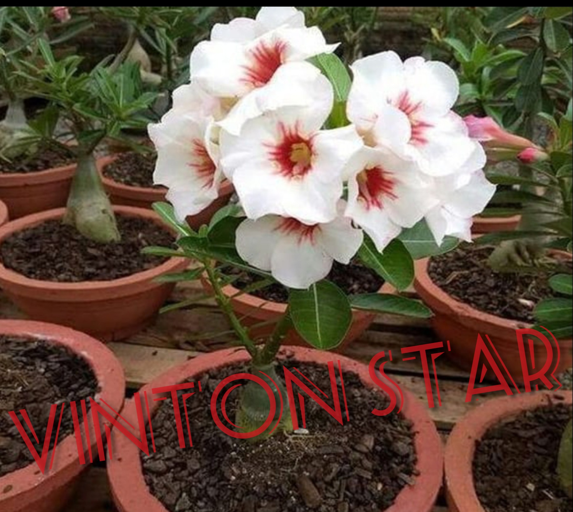 Paket Tanaman Adenium Jepang Tanaman Hias Adenium Kemboja