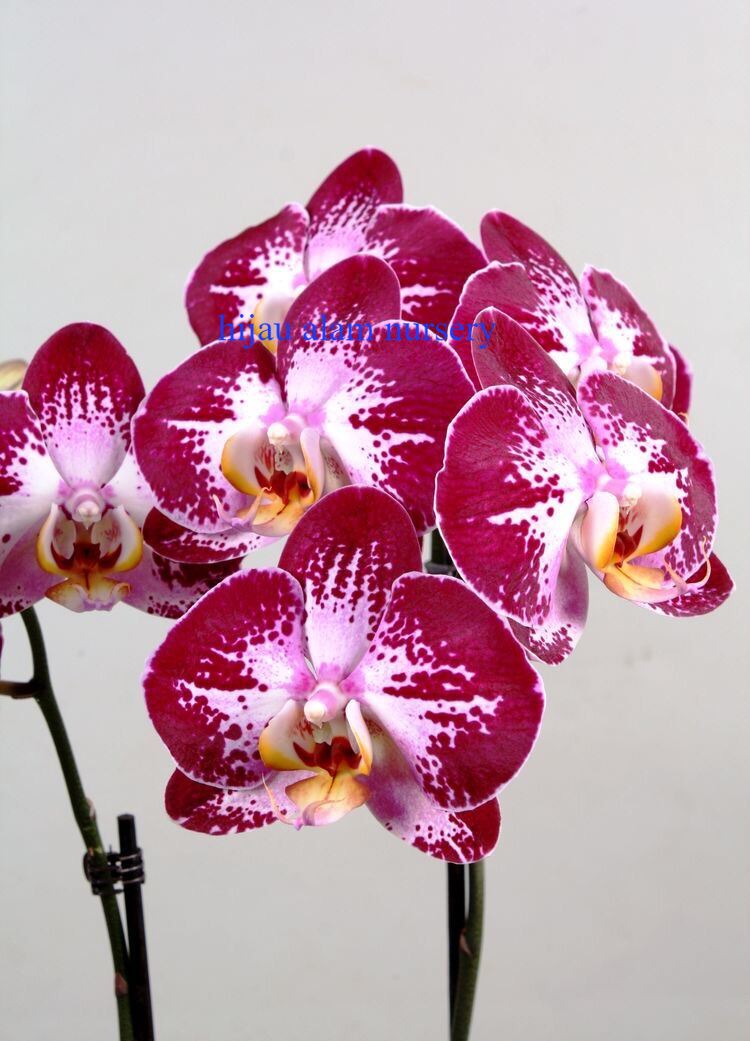 Bunga Anggrek Dendrobium Merah Putih Dewasa Bunga Anggrek Pink Hidup