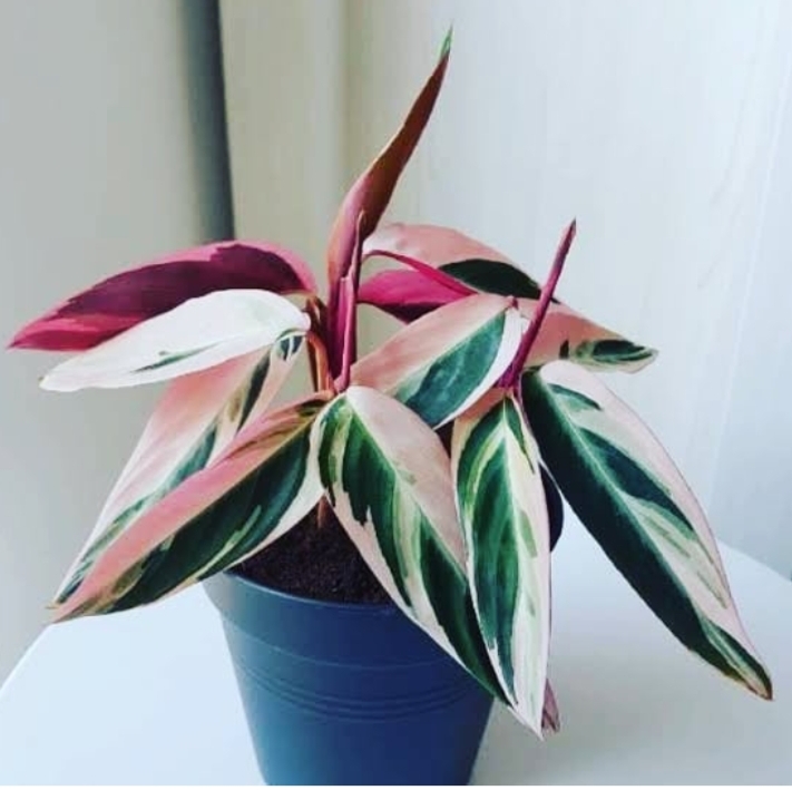 Tanaman Hias Calathea Meranti Bali Tri Color Lazada Indonesia