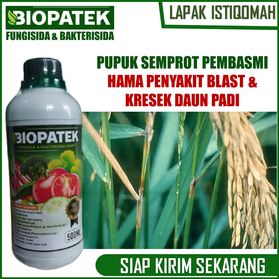 Fungisida Biopatek Obat Untuk Atasi Blast Kuning Kerdil Hawar Kresek