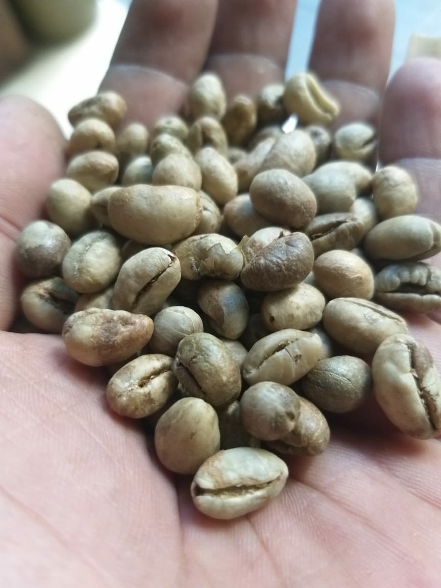 Kopi Green Bean Robusta Biji Lanang Lampung Grade Ukuran Kg Lazada