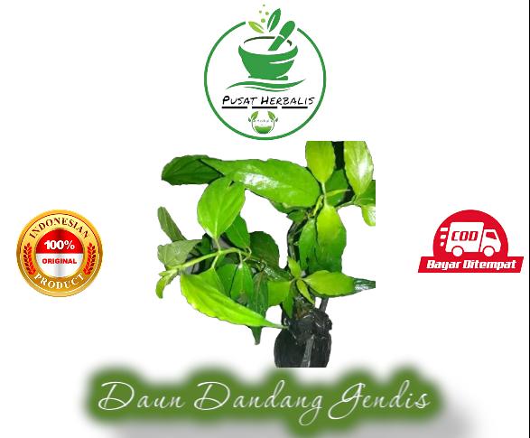 Daun Dandang Gendis Obat Herbal Diabetes Helai Lazada Indonesia