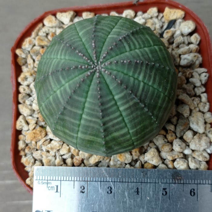 Euphorbia Obesa KAKTUS SUKULEN TANAMAN HIAS Lazada Indonesia