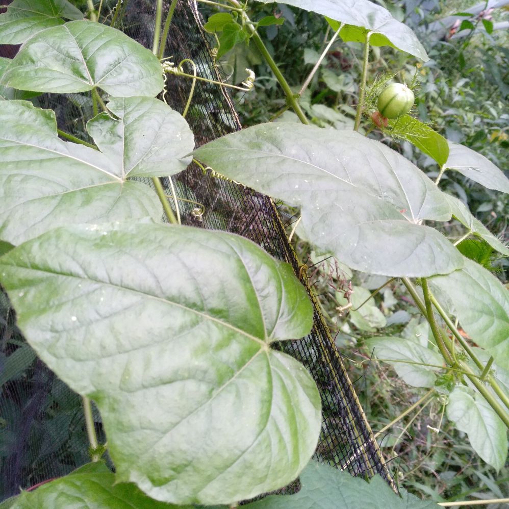 Daun Rambusa Segar Bilarungan Anggur Hutan Markisa Mini Langsung