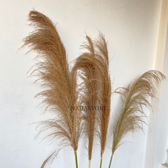 Pampas Grass Ornamental Grass Rumput Unik Bunga Kering Pampas Bulu