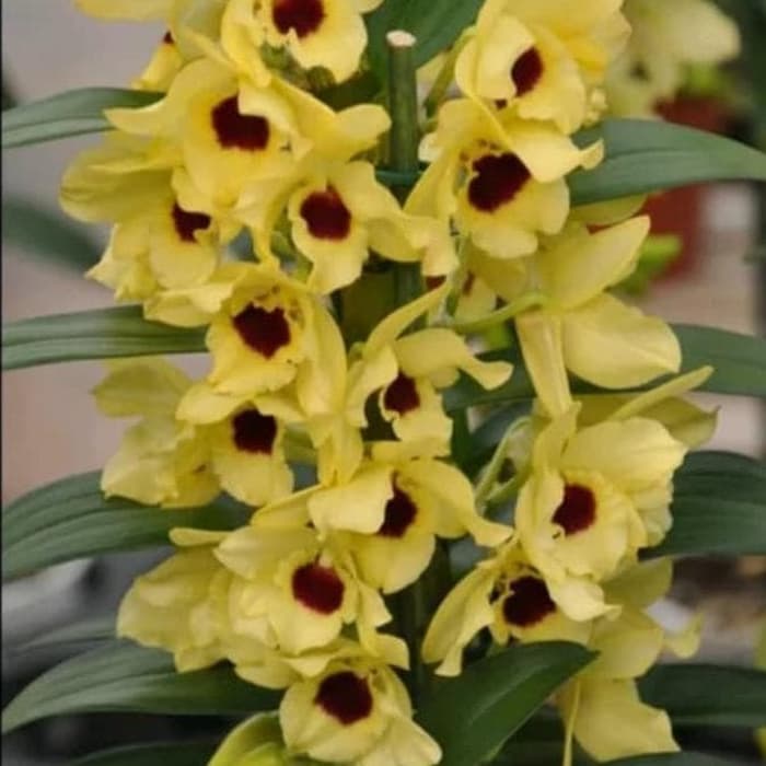 Anggrek Dendrobium Nobile Seedling Lazada Indonesia