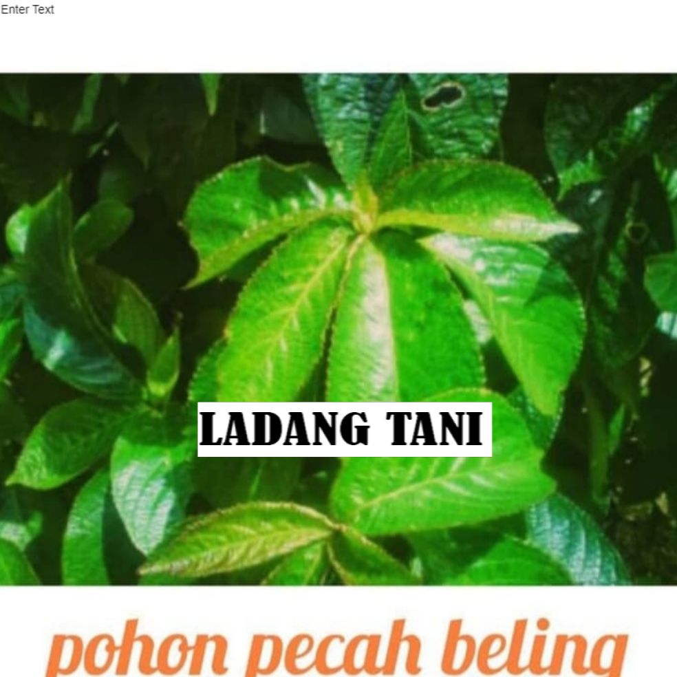 Pohon Keji Beling Tanaman Herbal Keji Beling Pecah Beling Lazada