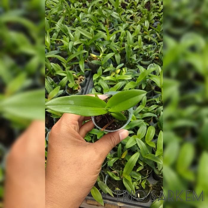 Tanaman Anggrek Dendrobium Bulat Seedling Lazada Indonesia