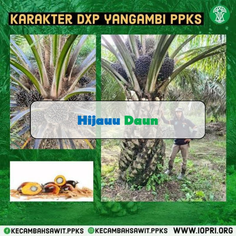 Benih Bibit Tanaman Sawit Ppks Varietas Dxp Yangambi High Cpo Dan Pko