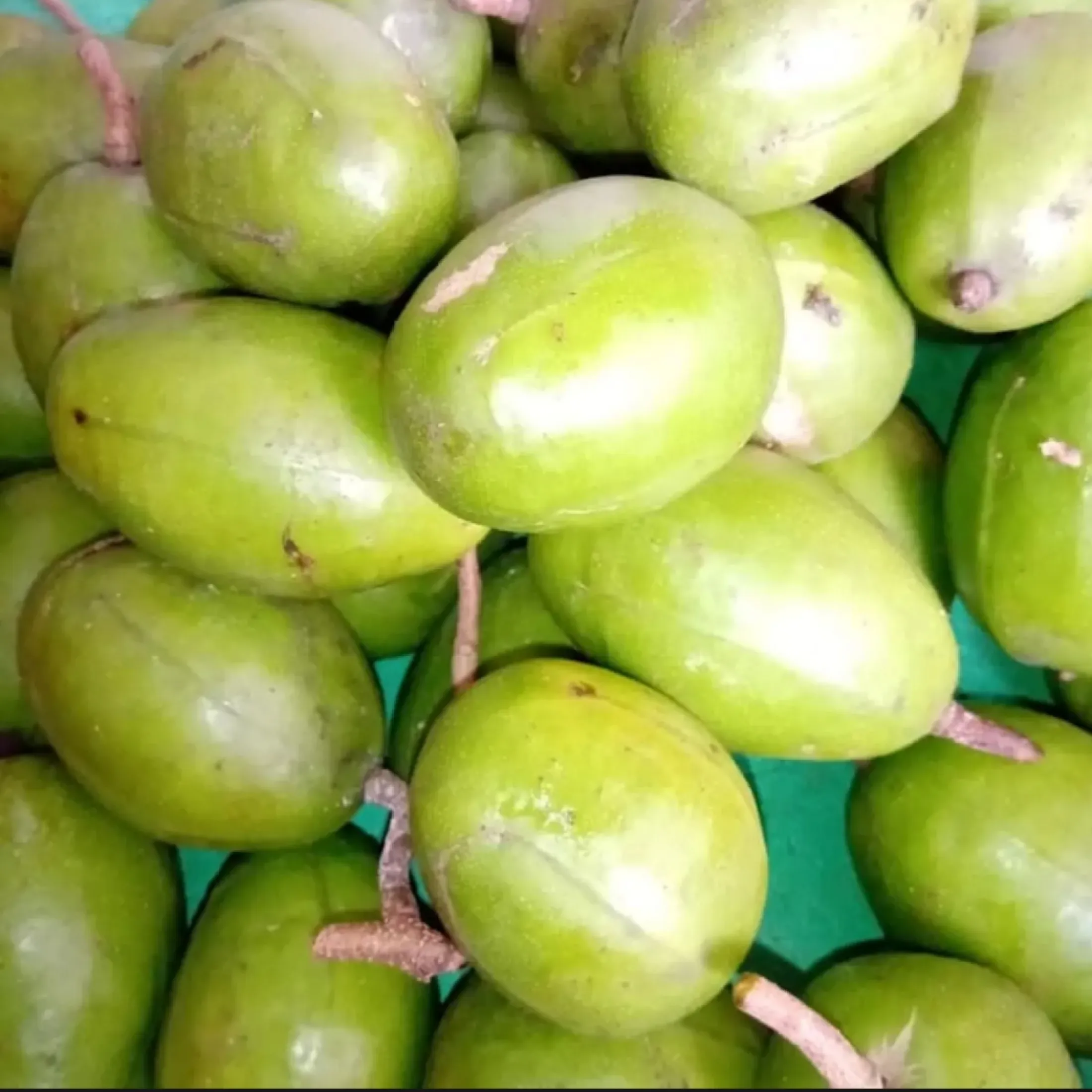 Manfaat Buah Kedondong Untuk Ibu Hamil