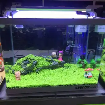 small komodo dragon pet