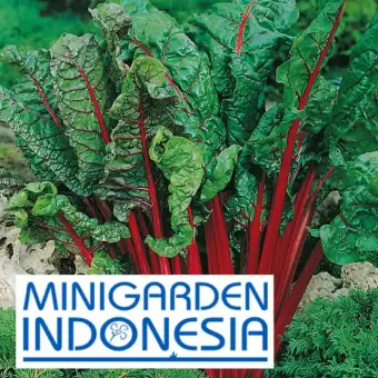 8 Benih Sawi Merah Rhubarb Chard Vulcan F1 Mr Fothergills Bibit Tanaman Sayur Sayuran Hidroponik Lazada Indonesia