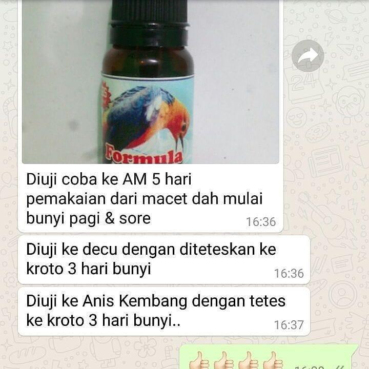 Formula Am Solusi Anis Merah Macet Bunyi Vitamin Burung Ngeriwik