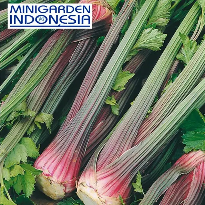 40 Benih Sayuran Celery Giant Red Mr Fothergills F1 Bibit Tanaman Sayur Hidroponik Lazada Indonesia 40 Benih Sayuran Celery Giant Red Mr Fothergills F1 Bibit Tanaman Sayur Hidroponik Lazada Indonesia