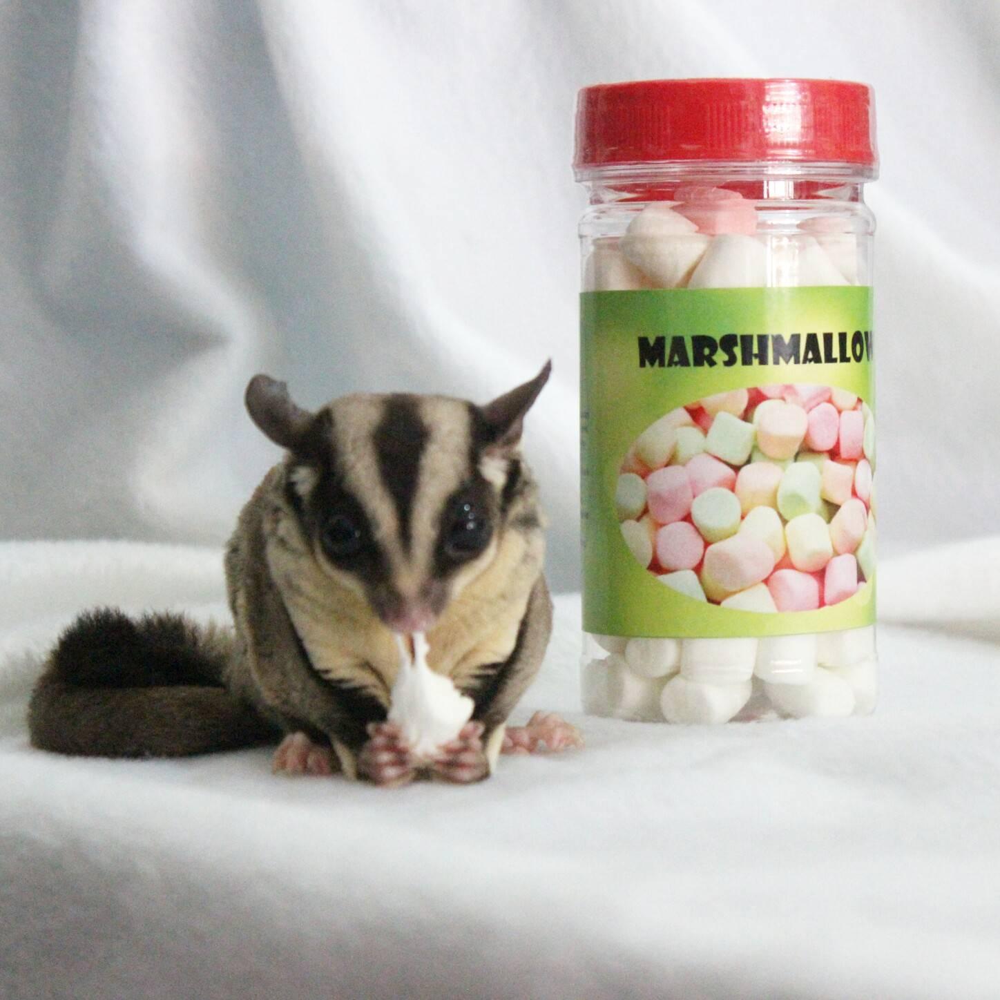 sugar glider marshmallow