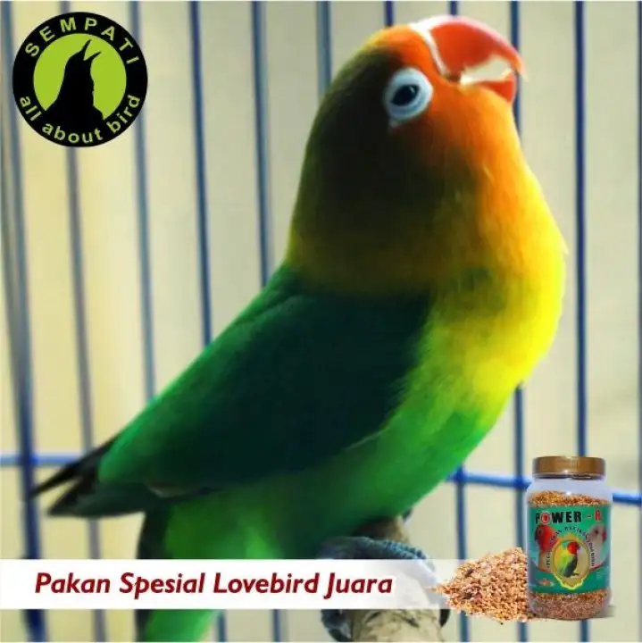 Pakan Burung Lovebird Lomba Campur Power R Pllcpwr Lazada Indonesia
