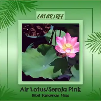 Tanaman Hias Air Lotus Seroja Pink Lazada Indonesia