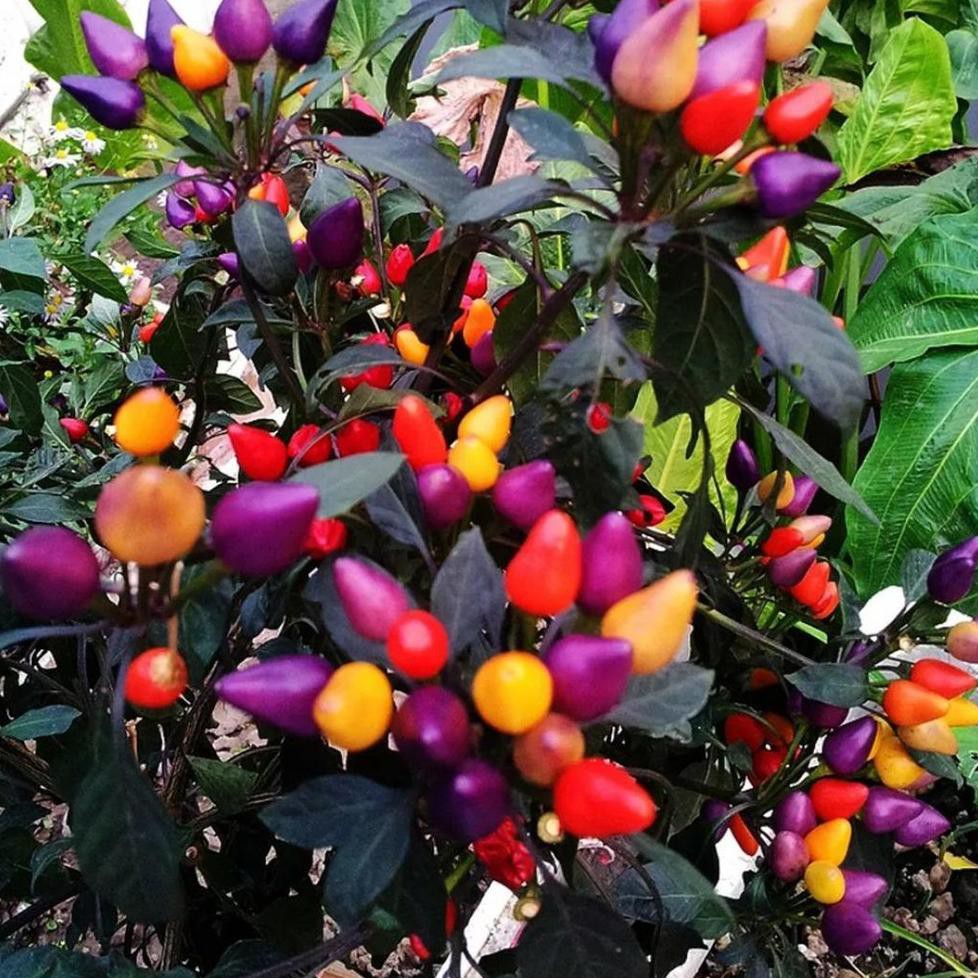 Cabe Pelangi Bolivian 2 biji bibit seed Bibit Cabe Pelangi Bolivian