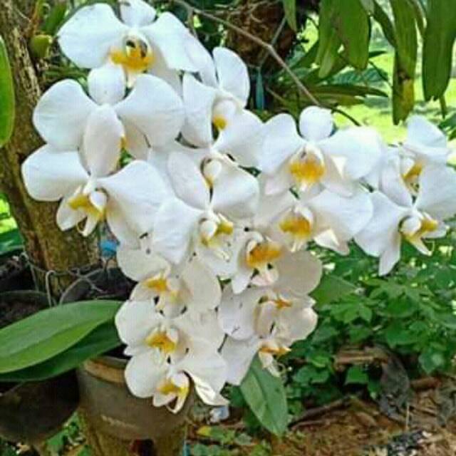 Anggrek bulan phalaenopsis amabilis/puspa pesona seeds | Lazada