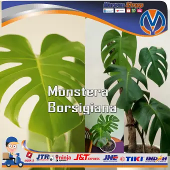 Monstera Borsigiana Tanaman Hias Asal Hutan Marwan Shopp Lazada Indonesia