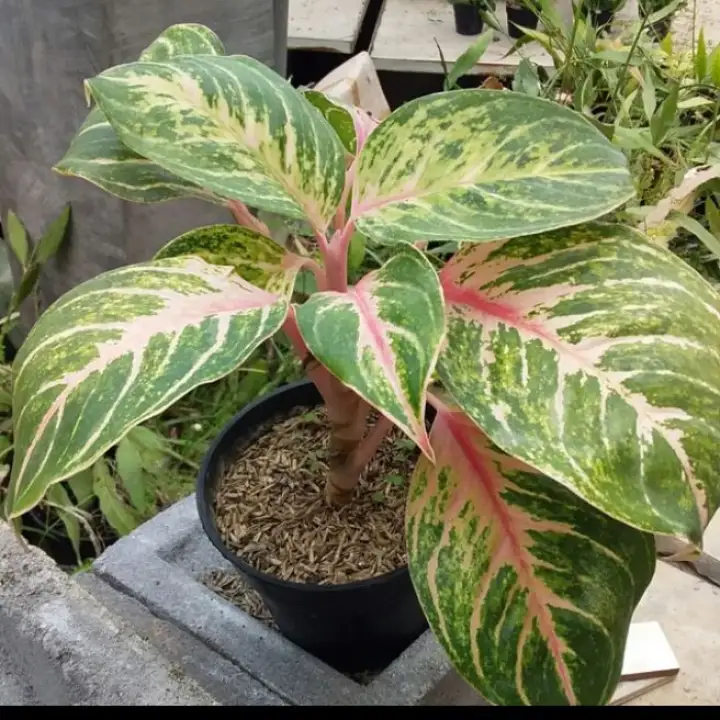 tanaman aglonema, sarae.id