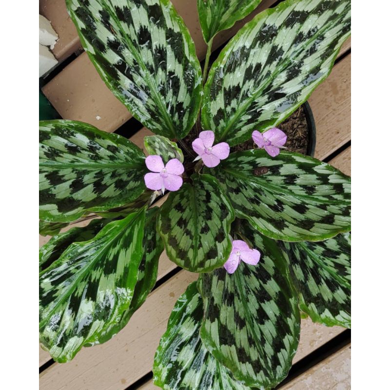Tanaman hias Calathea merak kencur - hiasan taman - tanaman calathea merak  kencur. Indoor Plants Seeds Calathea Merak Kencur - Lazada | Lazada  Indonesia