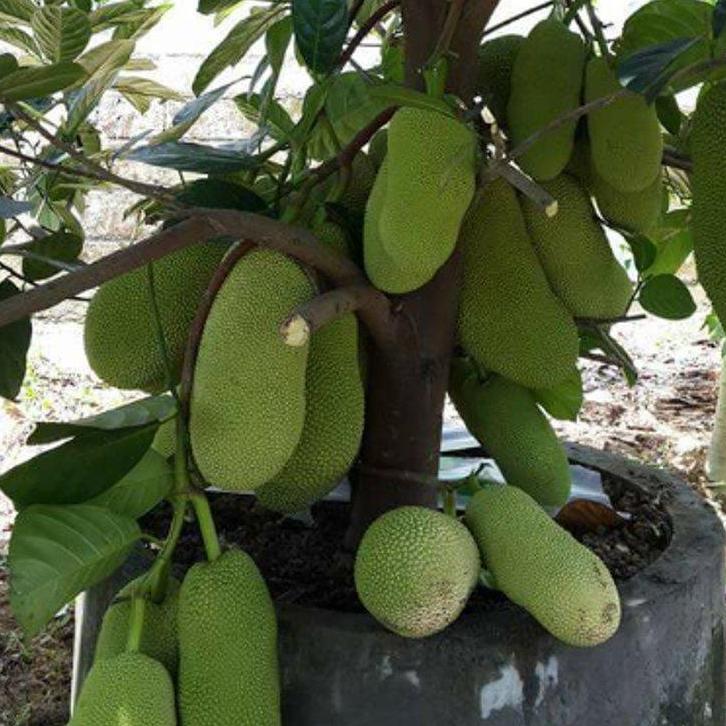BIBIT NANGKA MINI OKULASI 1 TAHUN SUDAH MULAI BERBUAH