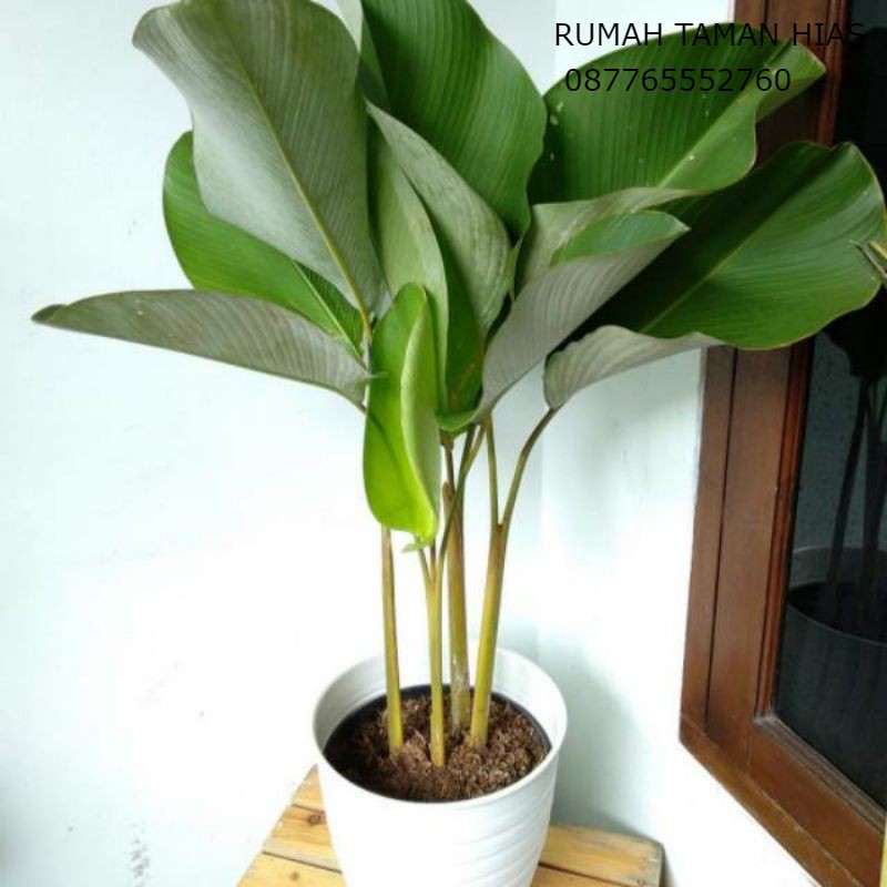 Tanaman Hias Calathea Pisang Tanaman Indoor Dan Outdoor Lazada