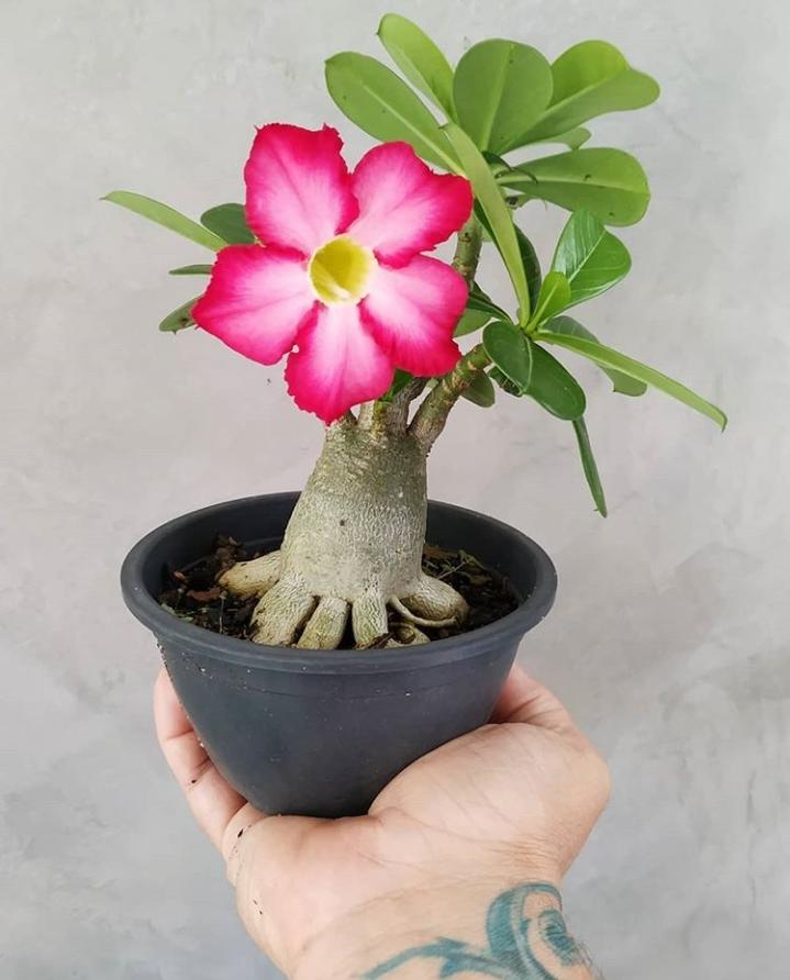 Bibit Adenium Tanaman Bunga Kamboja Jepang Adenium Bunga Tumpuk Adenium Bonsai Tanaman Bunga Adenium Tanaman Bunga Tanaman Bunga Kamboja Jepang Adenium Obesum Kamboja Jepang Adenium Bunga Tumpuk Lazada Indonesia