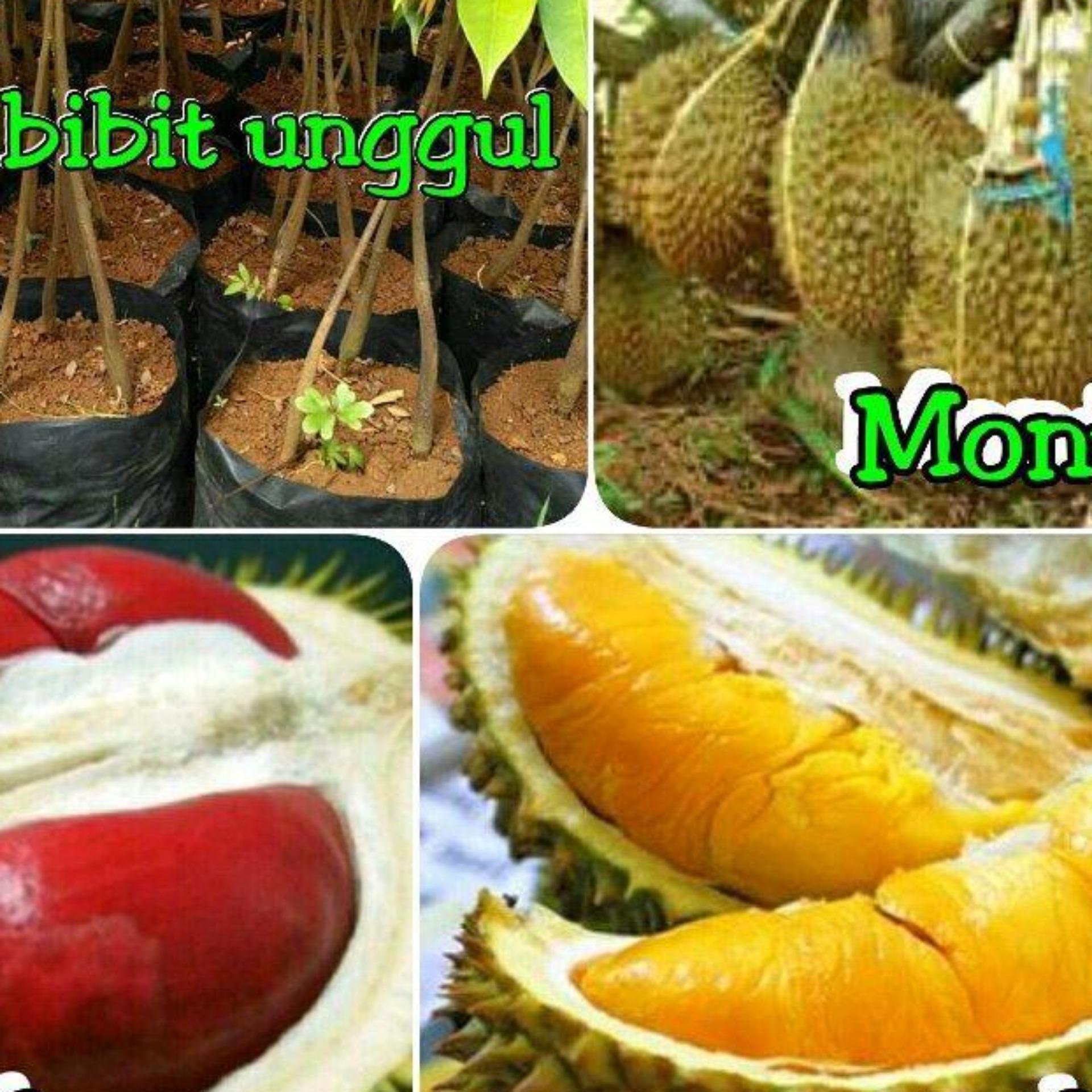 Paket 3 Bibit Durian Kaki 3 dan 4-Merah-Musangking-Montong