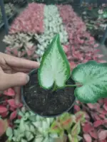 Bisa Cod Red Jaguar Keladi Caladium Bunga Thailand Bunga Indor Audor Tanaman Kaladium Keladi Lazada Indonesia