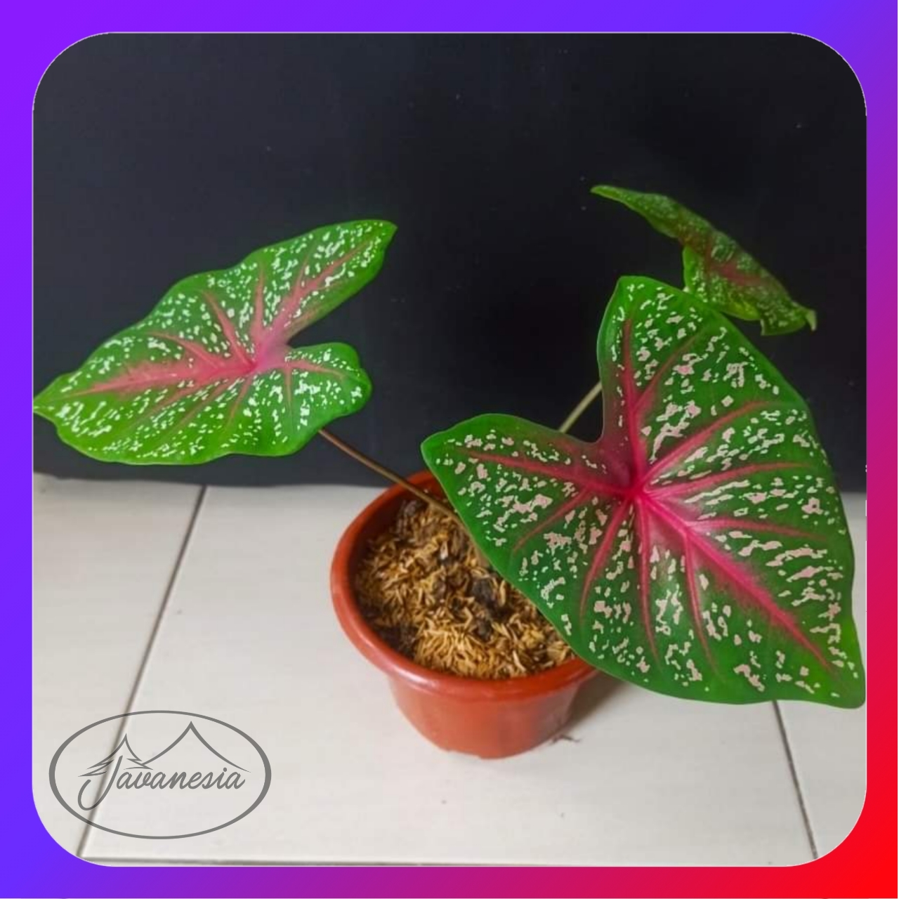 KELADI RED STAR CALADIUM BINTIK MERAH | Lazada Indonesia