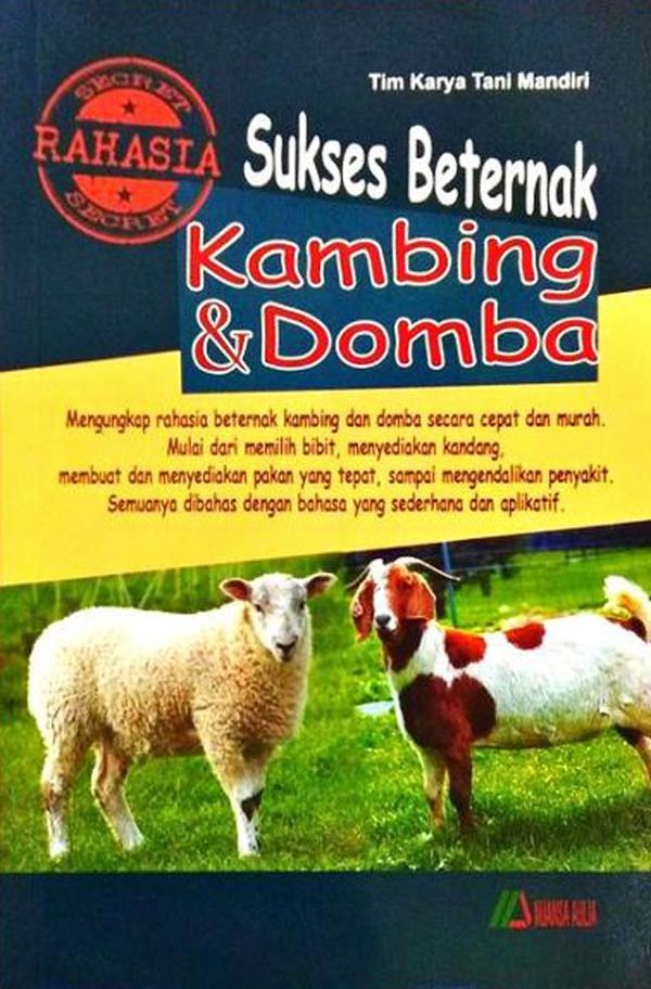 cara beternak kambing merino