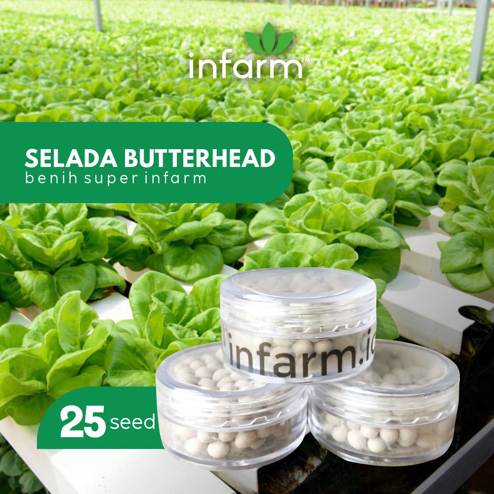 Benih Premium RZ Rijk Zwaan Rex Selada Butterhead Lettuce 25 Pills