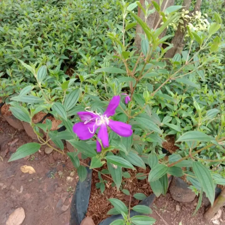 Pohon Senggani Bunga Ungu Tanaman Hias Pohon Bunga Senggani Lazada Indonesia