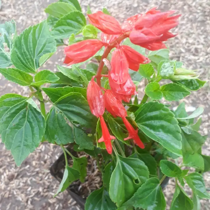 Tanaman Salvia Splendens Scarlet Sage Tanaman Bunga Selvia Lazada Indonesia