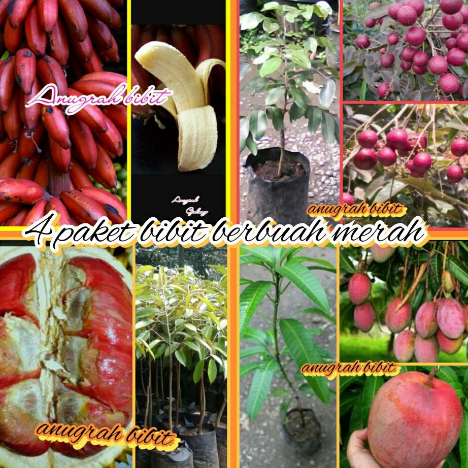 Bibit 5 paket buah merah super unggul