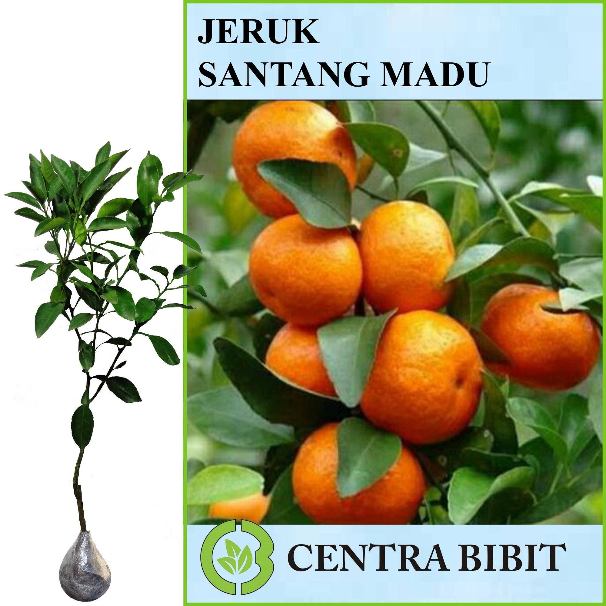 Tanaman Buah Jeruk Santang Madu