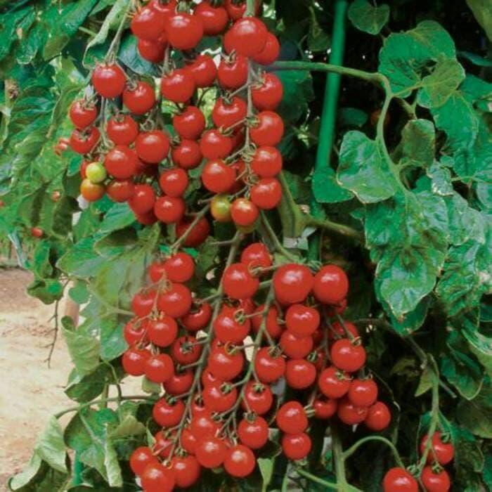 isi 20 biji benih bibit tomat mutiara perl tomato unggul lokal